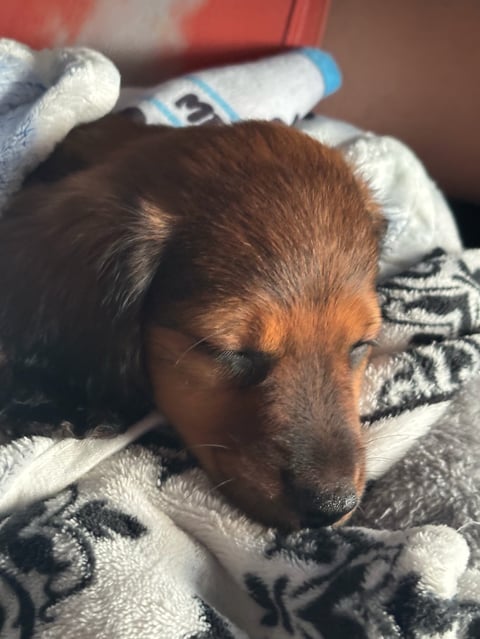 Brown and tan dog resting its head on a patterned blanket with toys nearby