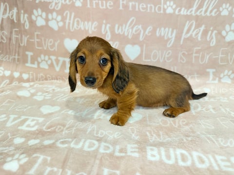 ROGER - A young dachshund puppy with brown coat lying on a pet-themed blanket with text and paw prints