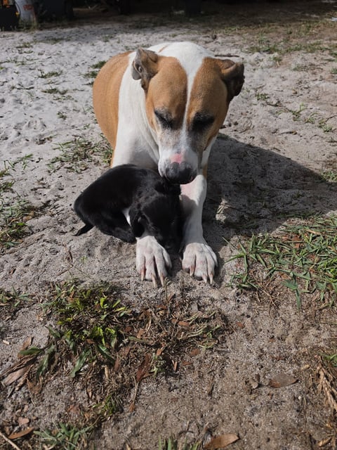 Brown and white dog lying on sandy ground with sparse grass, looking at camera
