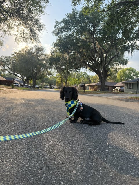 Black dog lying on a rural road wearing a harness, attached to a blue and green rope, with trees and houses in background