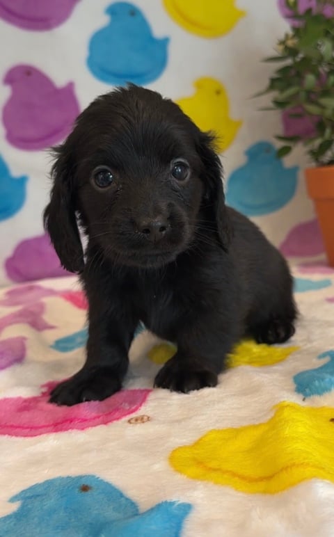 Black puppy sitting on colorful bird-patterned blanket, looking at camera
