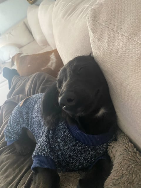 Black dog wearing a gray and blue sweater, sitting on a bed next to a person in white bedding