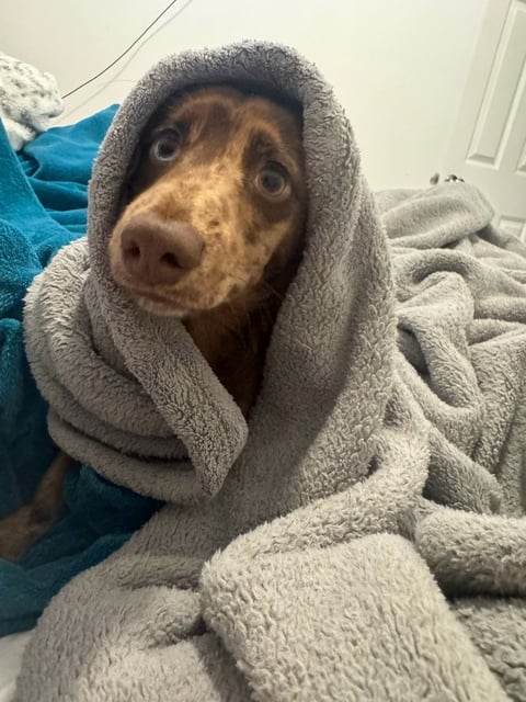 A brown and tan dog wrapped snugly in a gray towel, looking at the camera with an endearing expression indoors