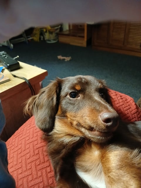 Brown and tan dog with white chest lying on red blanket indoors, looking at camera