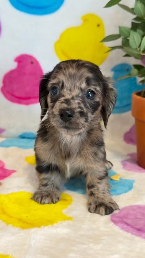 DIXIE - Scruffy gray and white puppy sitting on a white blanket with colorful heart decorations and green plants in background