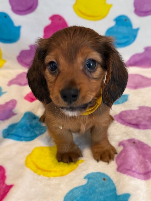 Brown dachshund with yellow collar sitting on colorful bird-patterned blanket