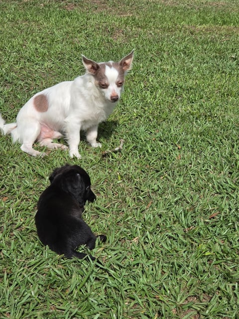 Two small dogs on grass, one white and tan and one black, sitting and facing each other outdoors