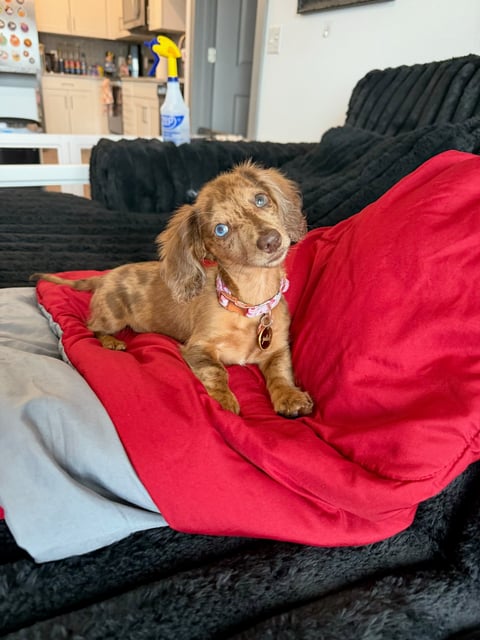 Brown dachshund wearing a pink collar sitting on a red blanket on a black couch indoors