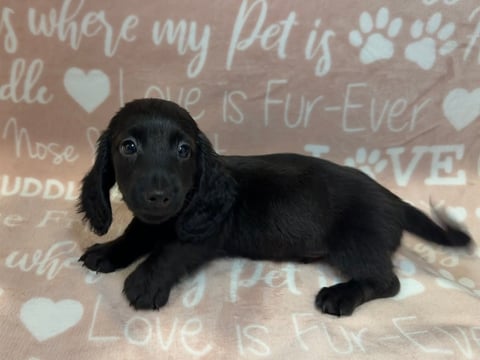 DREW - Black long-haired dachshund puppy lying on a beige blanket with pet-themed text and paw prints