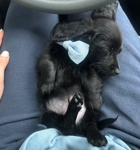 Black puppy with white bow lying on persons lap wearing blue clothing, looking at camera