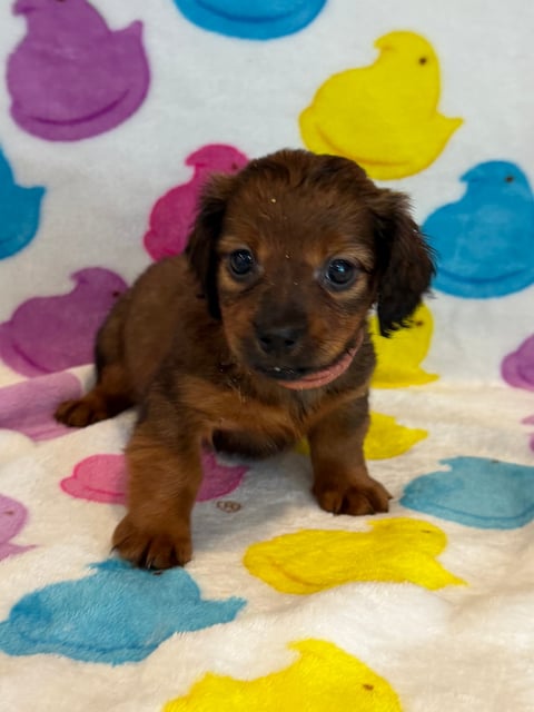 Brown dachshund puppy standing on a white blanket decorated with colorful duck shapes in blue, yellow, and pink.