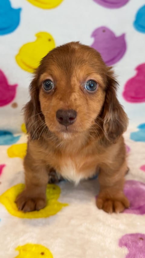 Brown dachshund puppy sitting in front of a white background with colorful duck and bird shaped toys