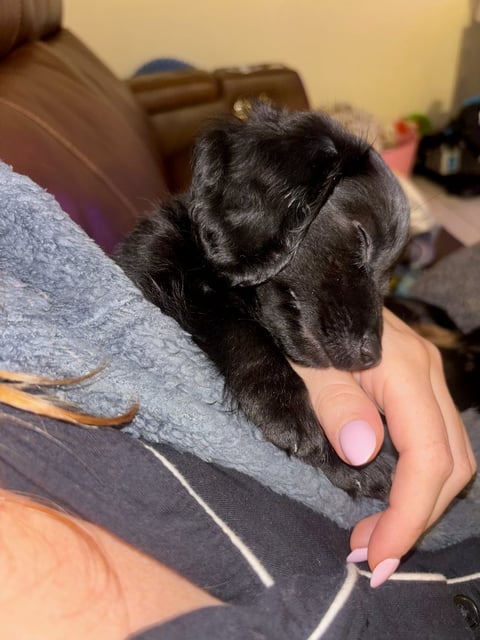 Black dog resting its head on a persons lap wearing gray clothing indoors
