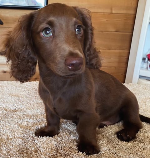 Brown dachshund with long ears sitting on beige carpet, looking at camera with bright eyes