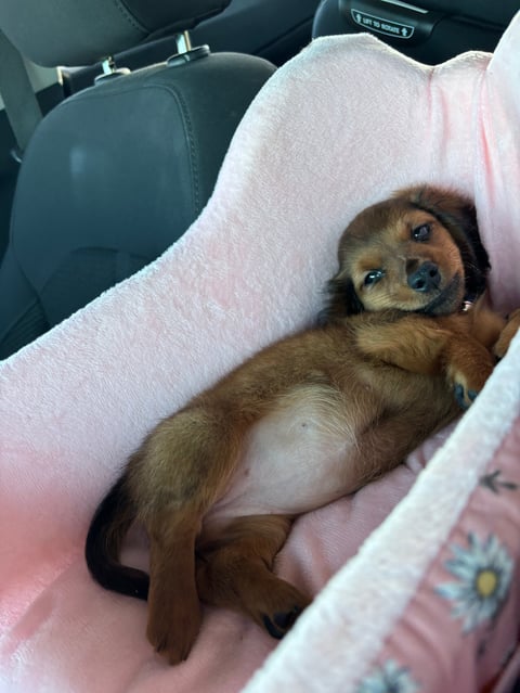 Brown dog wrapped in a pink blanket sitting in a car seat, looking at the camera