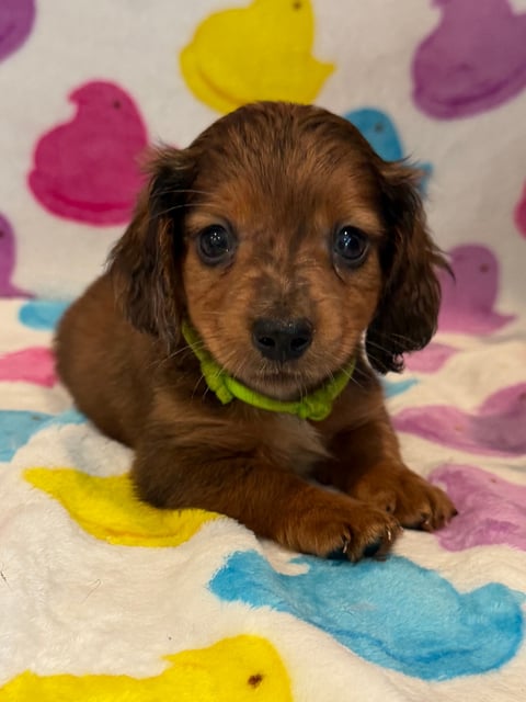 Brown dachshund puppy with green collar lying on colorful patterned blanket with hearts and shapes