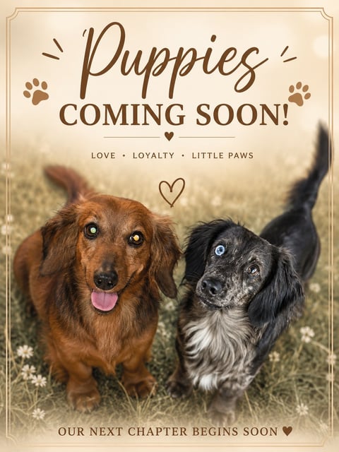Two adult dogs in a field of wildflowers with text reading Puppies Coming Soon and Our Next Chapter Begins Soon