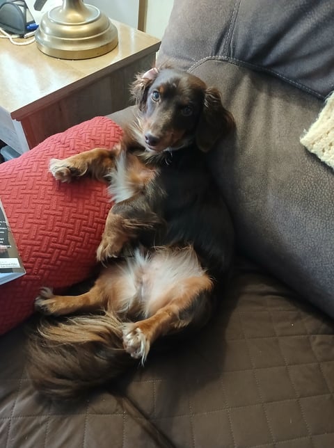 Brown and white dog relaxing on a gray couch next to a red cushion in a home interior