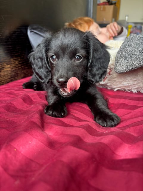 Black dog lying on a pink blanket with tongue out, looking at camera in a home setting
