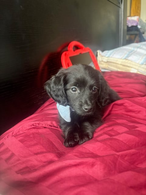 Black dog lying on red bedding wearing a blue bandana and red harness