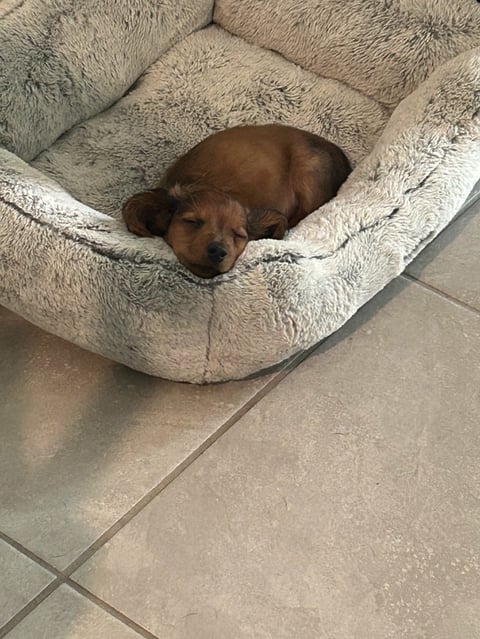 Brown dog resting in a beige cushioned bed on tiled flooring, looking at camera