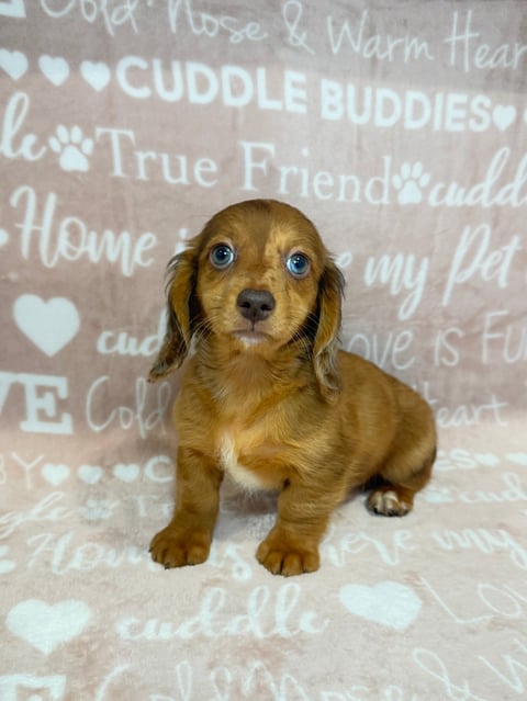 RAVEN - A golden-brown dachshund puppy sitting on a beige blanket with text and hearts printed on it, looking at the camera