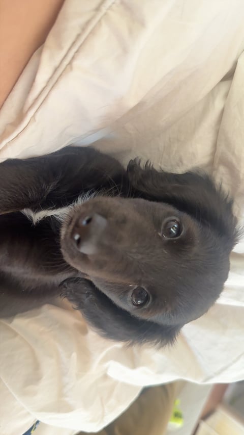 Black bat held upside down in someones hands, looking at camera with bright eyes