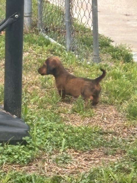 Brown dog with long body standing on grass near chain-link fence and metal pole