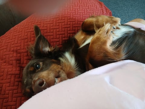 Brown and black dog lying on red cushion, looking up at camera from beside white surface