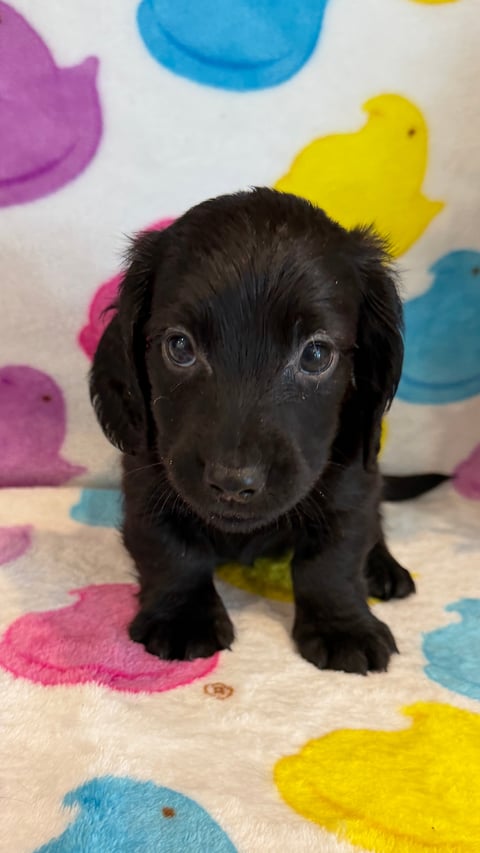 Black puppy with floppy ears sitting on a colorful mat with pink, blue, and yellow duck designs