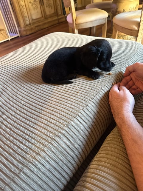 Persons hand petting a black dog lying on a striped bedspread in a bedroom with beige furniture