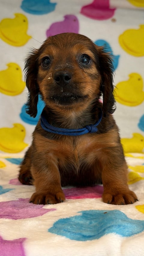 Brown and tan dog with black ears wearing blue collar, sitting on colorful blanket with duck patterns