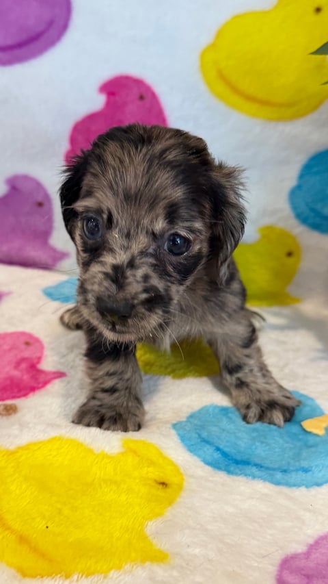 Small gray and black puppy sitting on a white blanket with colorful toy ducks in yellow, pink, and blue