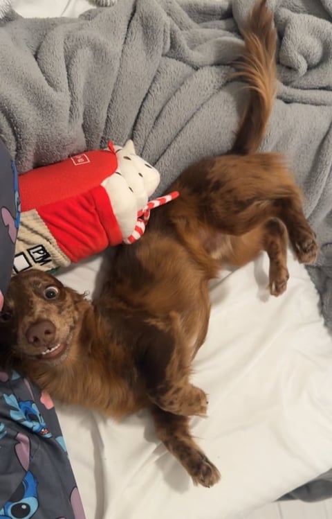 Brown dog wearing red and white holiday sweater lying on bedding, viewed from above, looking at camera with happy expression