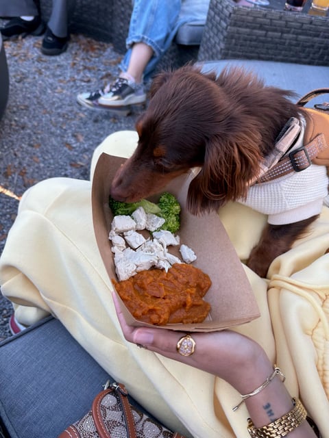 Dog eating food from a plate held by a person sitting on a couch