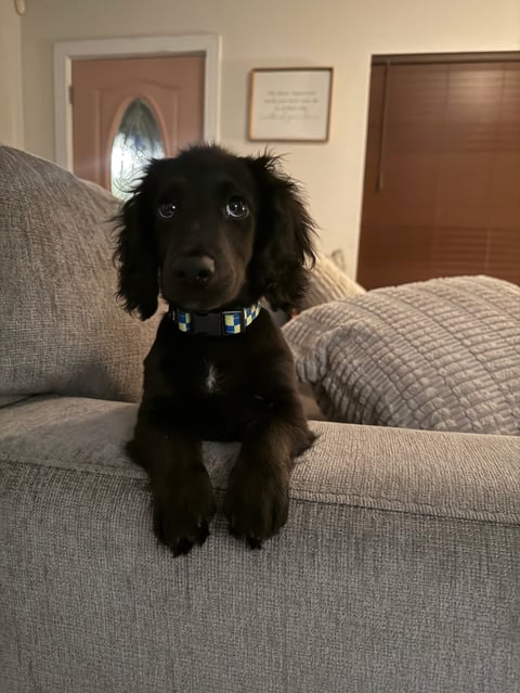 Black dog with floppy ears wearing a blue collar sitting on a gray couch indoors
