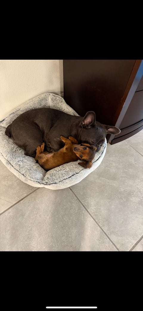 Two dogs sleeping together in a white circular pet bed on a tiled floor