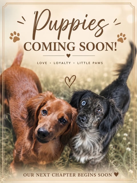Announcement card with two dogs and text Puppies Coming Soon, Love Loyalty Little Paws