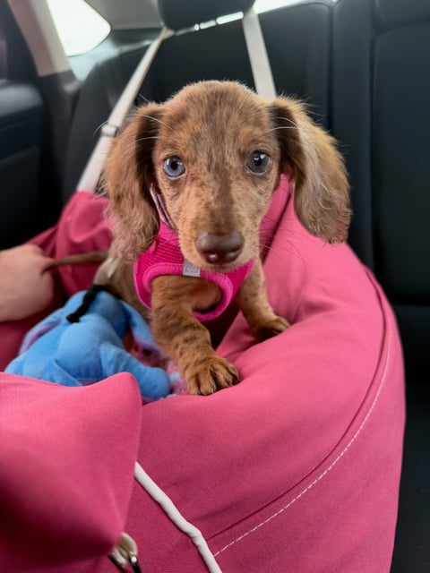 Long-haired brown dog wearing a pink harness, sitting in a pink pet carrier in a car