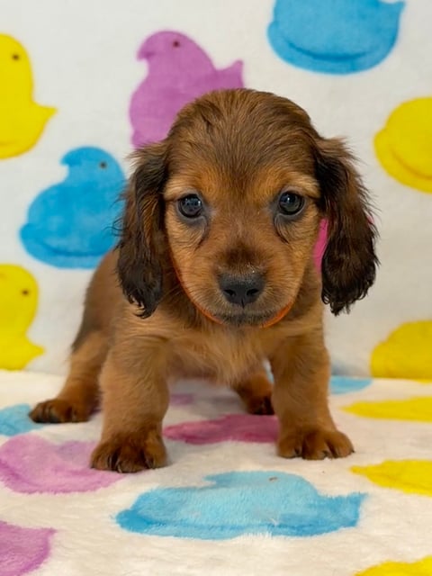 Brown dachshund puppy sitting on white background with colorful painted duck shapes in blue, yellow, and pink
