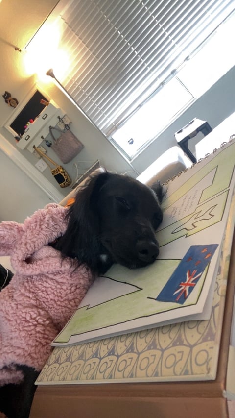 Black dog lying on a decorative floor mat next to a pink blanket in a home interior with bright sunlight